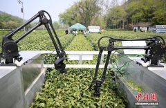 杭州：西湖龙井茶保护管理“AI味”更浓